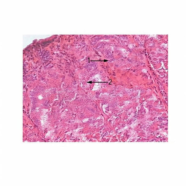Pig Gastric Fundus, Microscope Slide - Dr Wong Anatomy