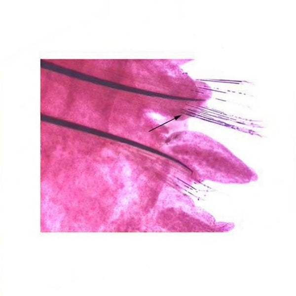 Sandworm Parapodia, Prepared Microscope Slide