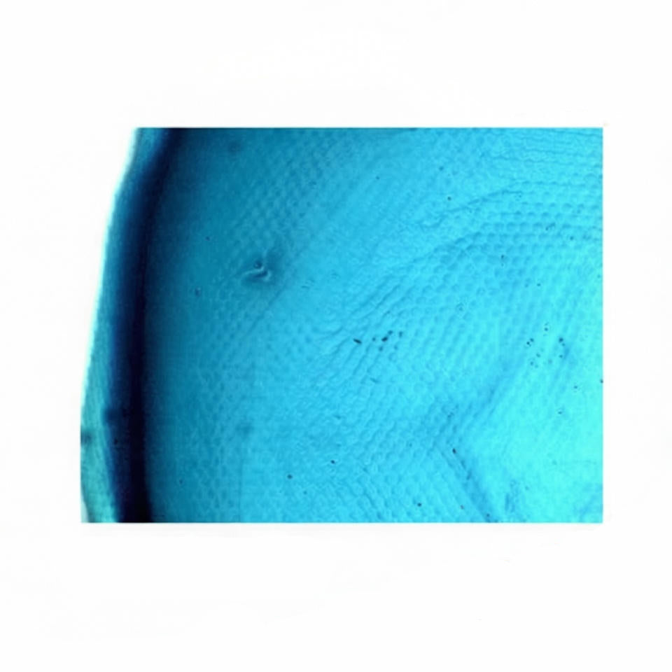 Insect Compound Eye, Microscope Slide - Dr Wong Anatomy