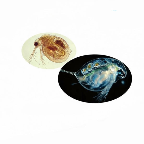 Water Flea (Daphnia), Prepared Microscope Slide