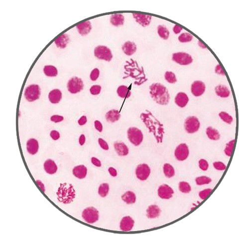 Onion Chromosomes, Prepared Microscope Slide