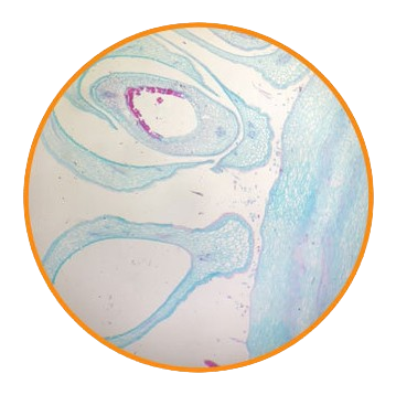 Strawberry Fruit, l.s. Prepared Microscope Slide