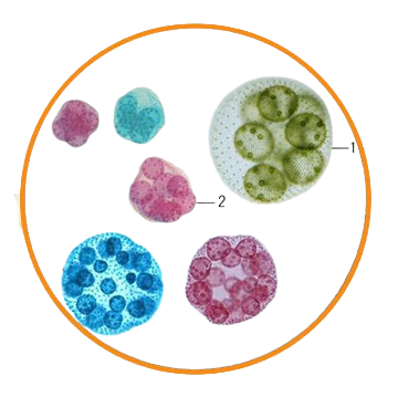 Volvox, Prepared Microscope Slide