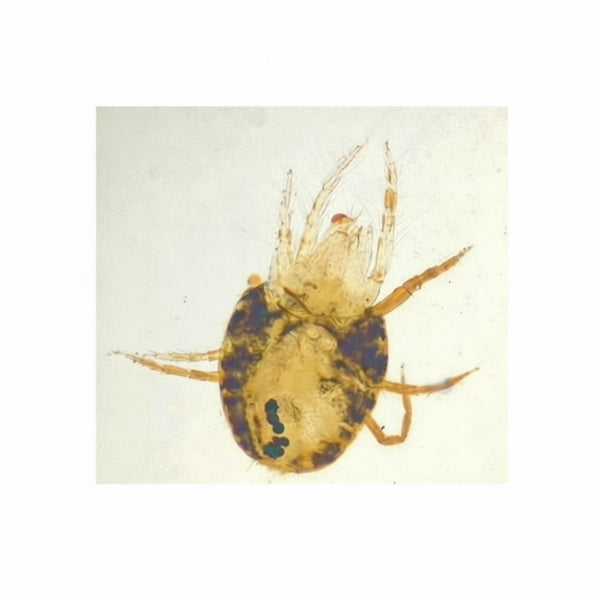 Cotton Red Spider Mite, Microscope Slide - Dr Wong Anatomy