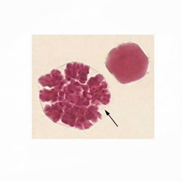 Sea Urchin Egg, 32-Cell Stage, Prepared Microscope Slide