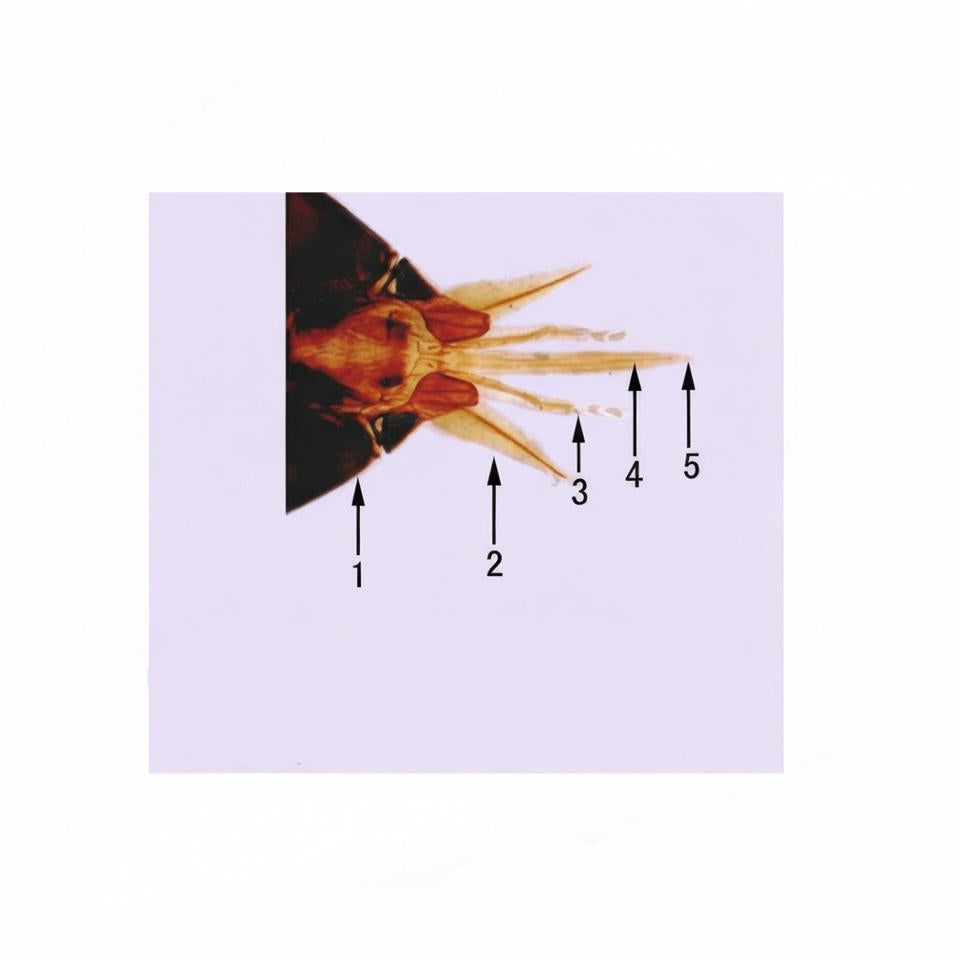 Honey Bee Mouthparts, Microscope Slide - Dr Wong Anatomy