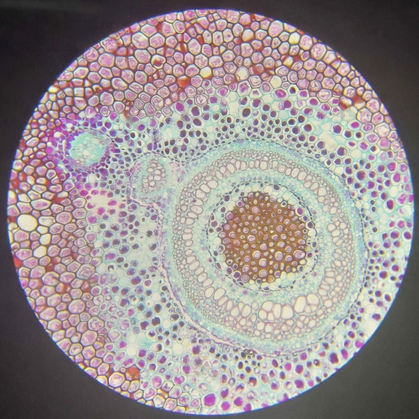 Fern Rhizome, c.s. Prepared Microscope Slide