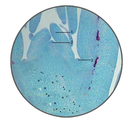Boxwood Apical Bud, l.s. Prepared Microscope Slide