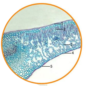 Privet Leaf, c.s. Prepared Microscope Slide