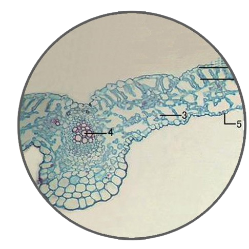 Broad Bean Leaf, c.s. Prepared Microscope Slide