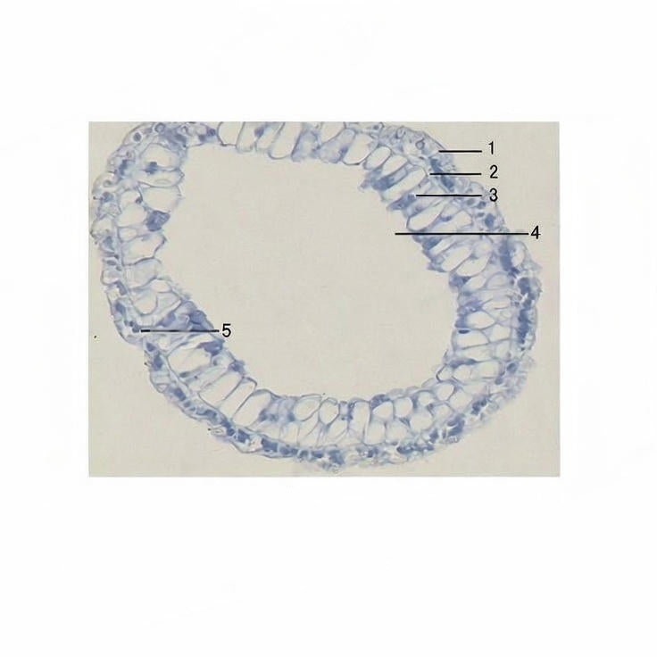 Hydra, c.s. Prepared Microscope Slide