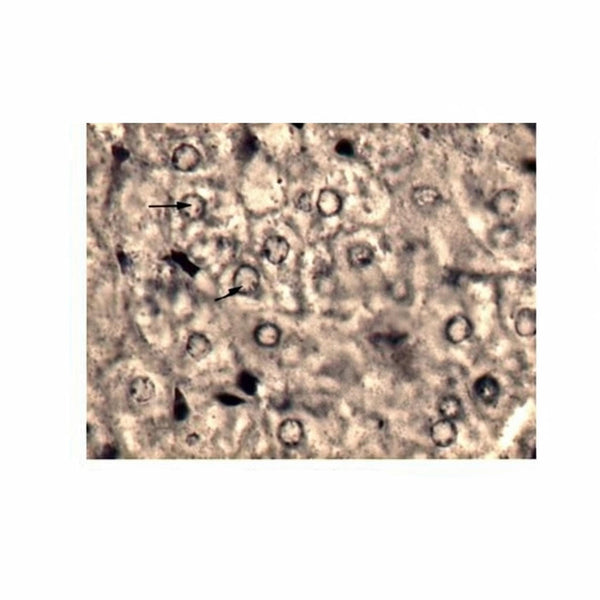 Liver (Mitochondria Demonstration), Microscope Slide - Dr Wong Anatomy