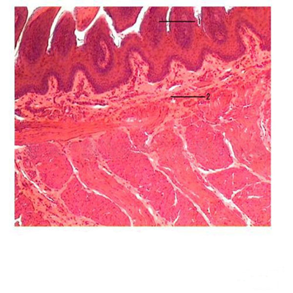Tongue Internal Structure, Microscope Slide - Dr Wong Anatomy