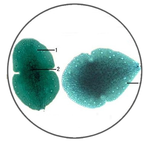 Liverwort Gemma, Prepared Microscope Slide