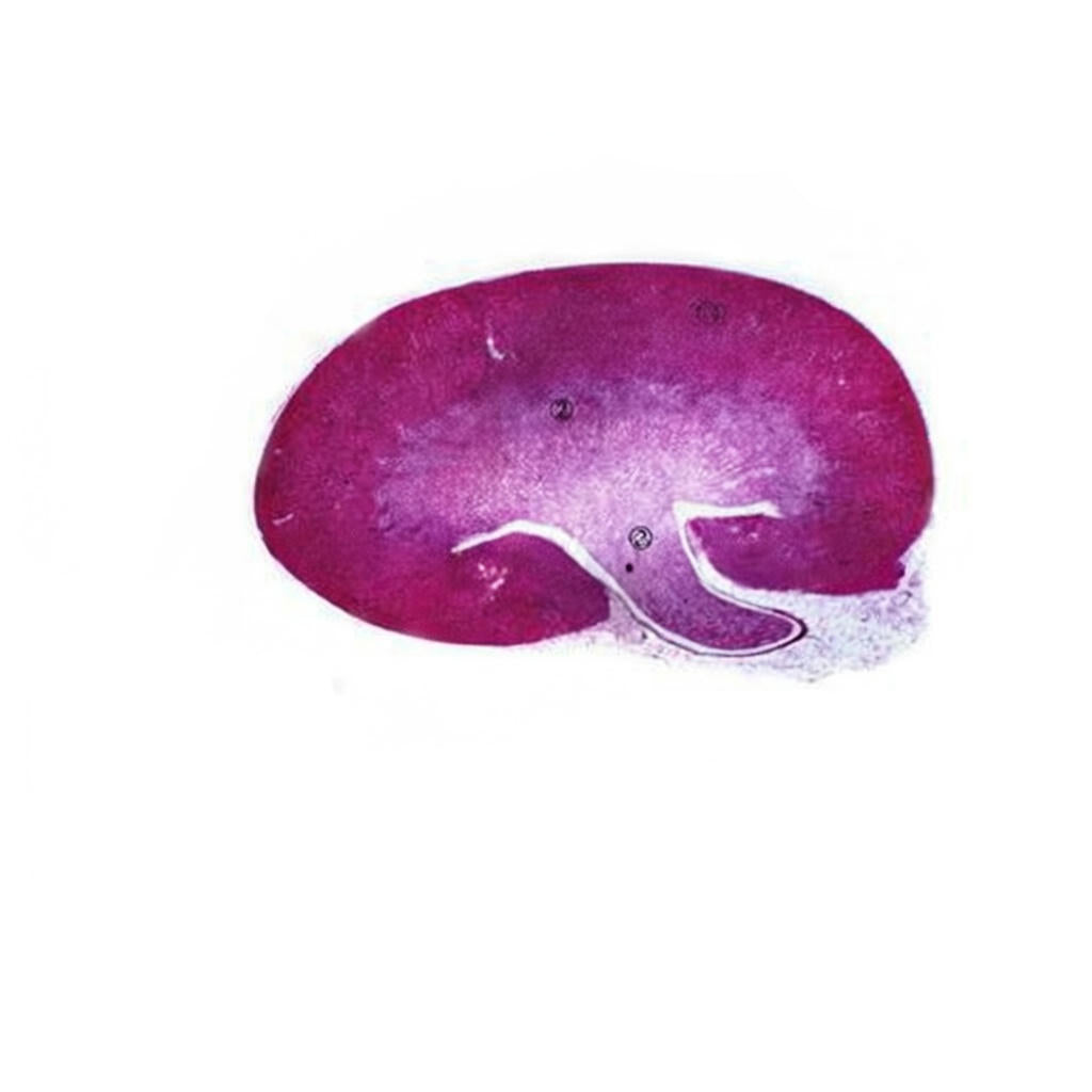 Kidney, Microscope Slide - Dr Wong Anatomy