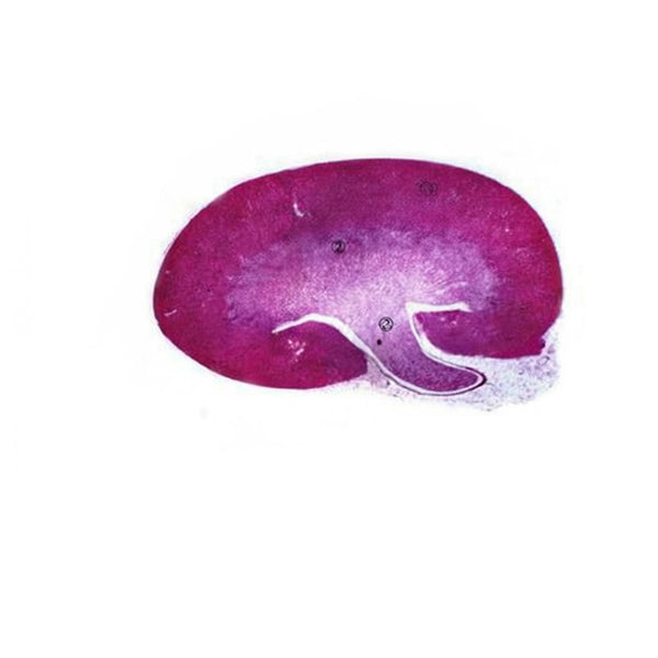 Kidney, Microscope Slide - Dr Wong Anatomy