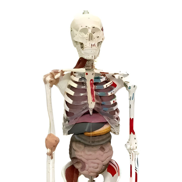 Human Skeleton Model with Internal Organs, Muscles & Ligaments
