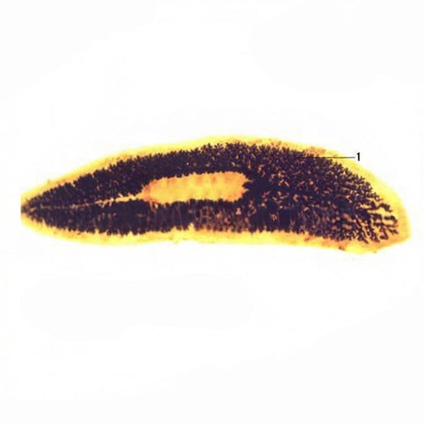 Planaria Gut Injection, Prepared Microscope Slide