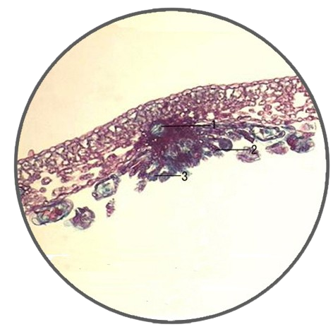Fern (Cyrtomium) Leaf, Prepared Microscope Slide
