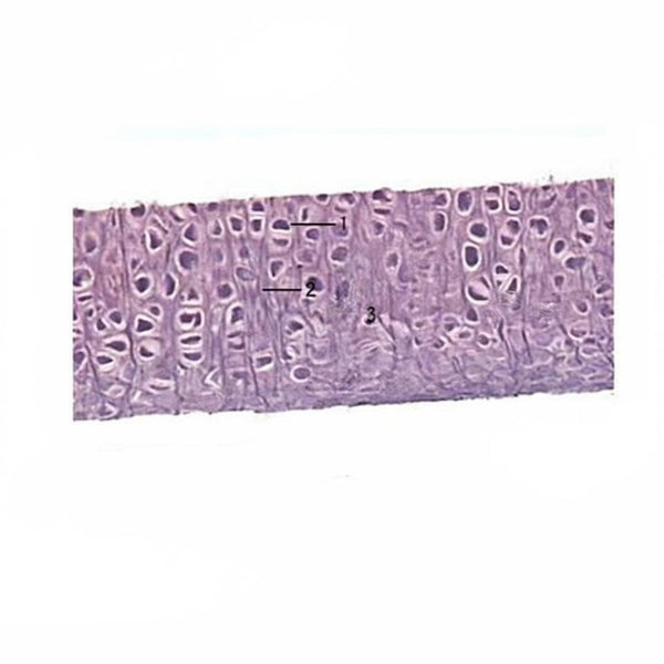 Elastic Cartilage, Microscope Slide - Dr Wong Anatomy