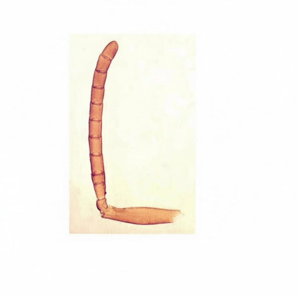 Geniculate Antenna, Microscope Slide - Dr Wong Anatomy