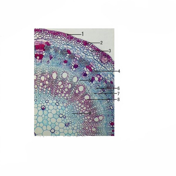 Cotton Stem, c.s. Prepared Microscope Slide - Dr Wong Anatomy