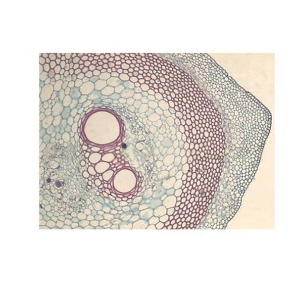 Luffa Stem, c.s. Prepared Microscope Slide