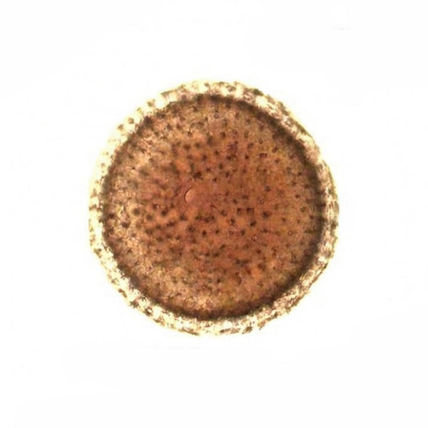 Freshwater Sponge, Prepared Microscope Slide