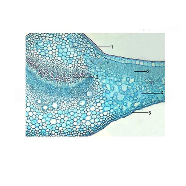 Pittosporum Leaf, c.s. Prepared Microscope Slide