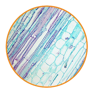 Impatiens Stem, l.s. Prepared Microscope Slide