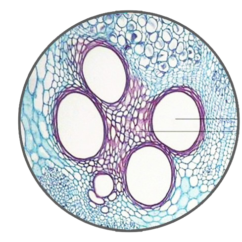 Pumpkin Stem (Vessels and Tracheids), c.s. Prepared Microscope Slide