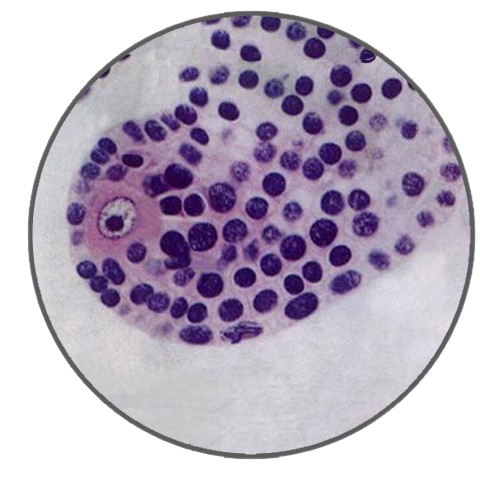 Lily Ovary, Megaspore Mother Cell Stage, c.s. Prepared Microscope Slide - Dr Wong Anatomy