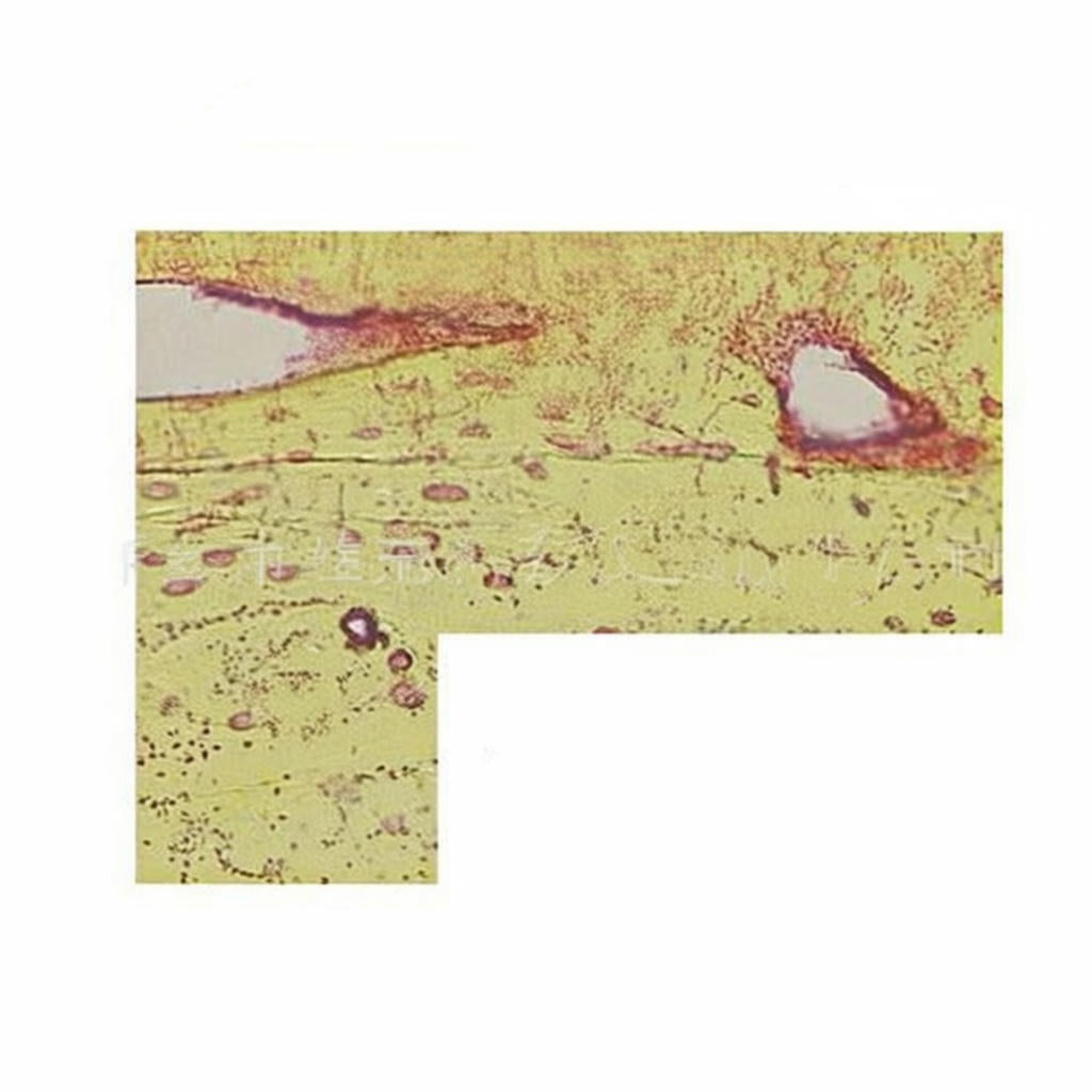 Compact Bone Microscope Slide Decalcified Compact Bone, l.s. Prepared Microscope Slide – Dr Wong Anatomy