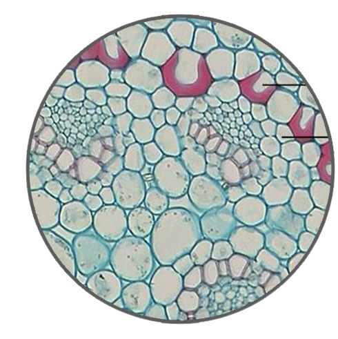 Iris Stem, c.s. Prepared Microscope Slide