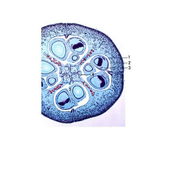 Cotton Ovary, c.s. Prepared Microscope Slide - Dr Wong Anatomy
