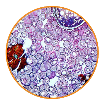 Fern Rhizome, c.s. Prepared Microscope Slide