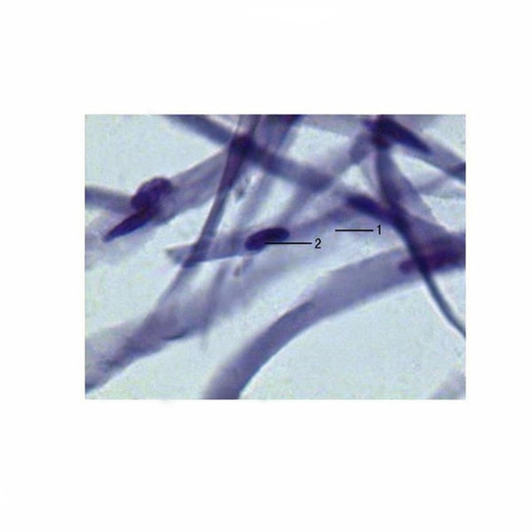 Smooth Muscle, Isolated Cells, Microscope Slide - Dr Wong Anatomy