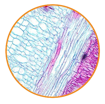 Pumpkin Stem, l.s. Prepared Microscope Slide