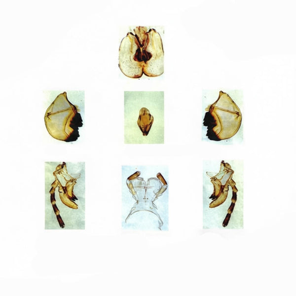 Locust Chewing Mouthparts, Microscope Slide - Dr Wong Anatomy