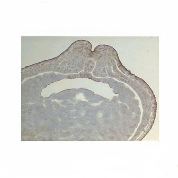 Frog Neural Groove Stage, Microscope Slide - Dr Wong Anatomy