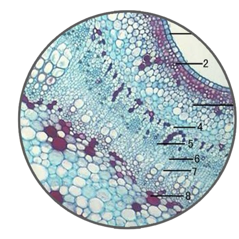 Young Cotton Stem, c.s. Prepared Microscope Slide