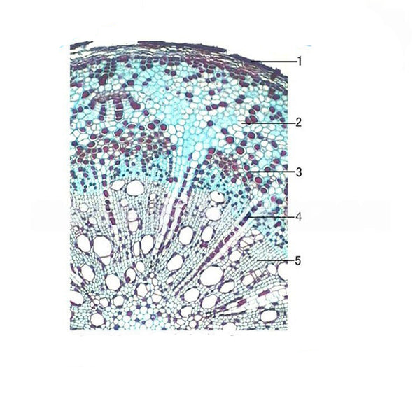 Grape Root, c.s. Prepared Microscope Slide - Dr Wong Anatomy