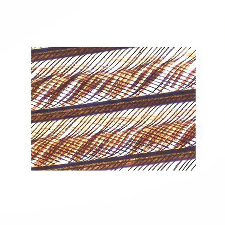 Turkey Feather, Microscope Slide - Dr Wong Anatomy