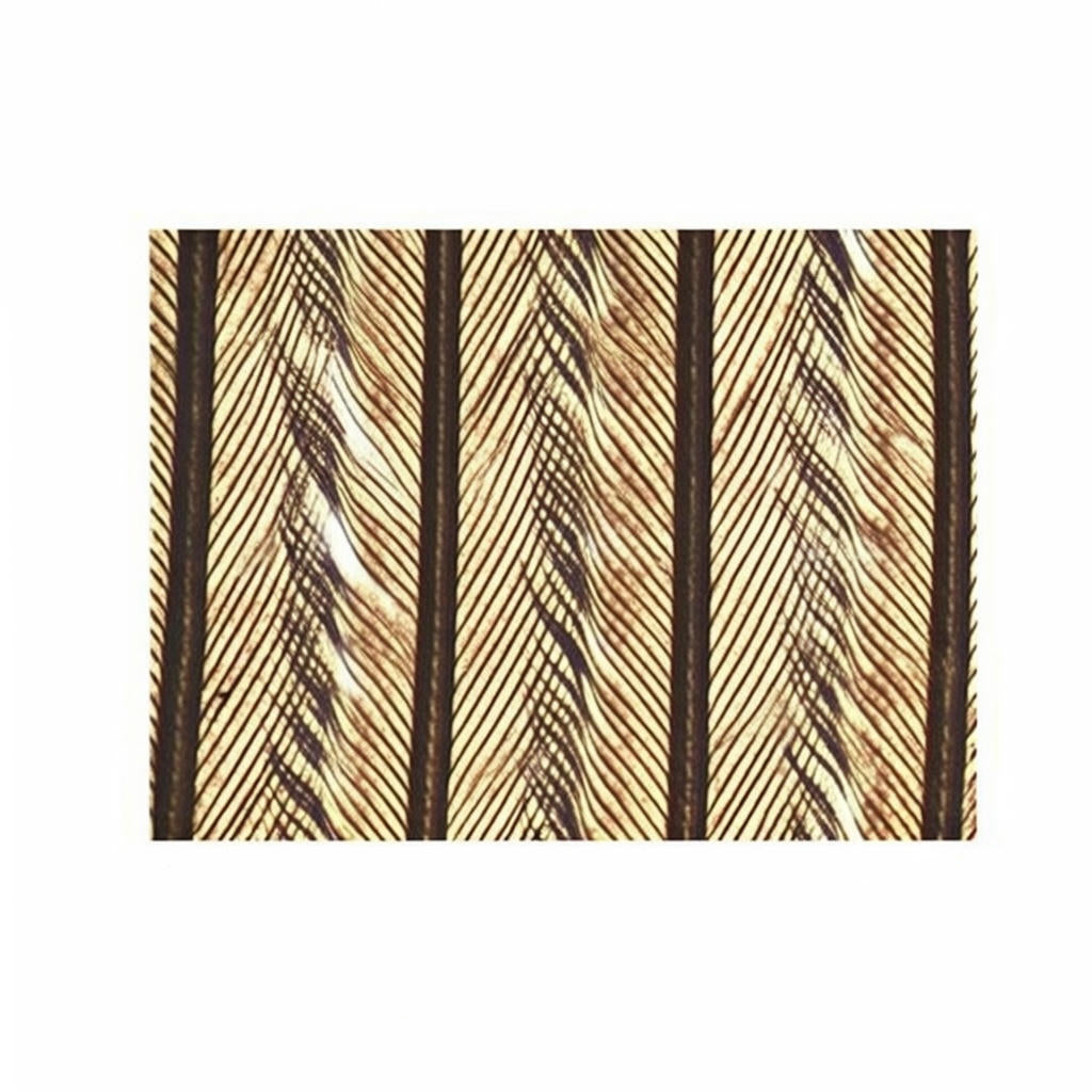 Bird Contour Feather (Flight Feather), Microscope Slide - Dr Wong Anatomy