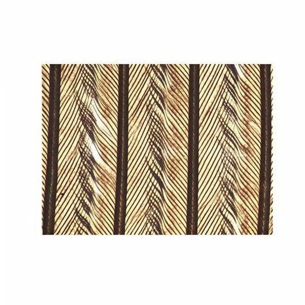 Bird Contour Feather (Flight Feather), Microscope Slide - Dr Wong Anatomy