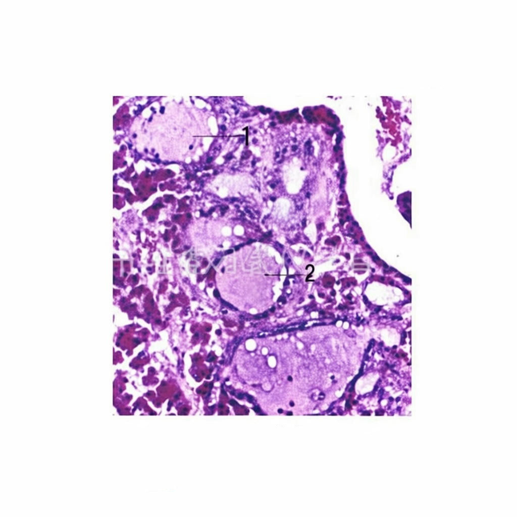 Pituitary Gland, Microscope Slide - Dr Wong Anatomy