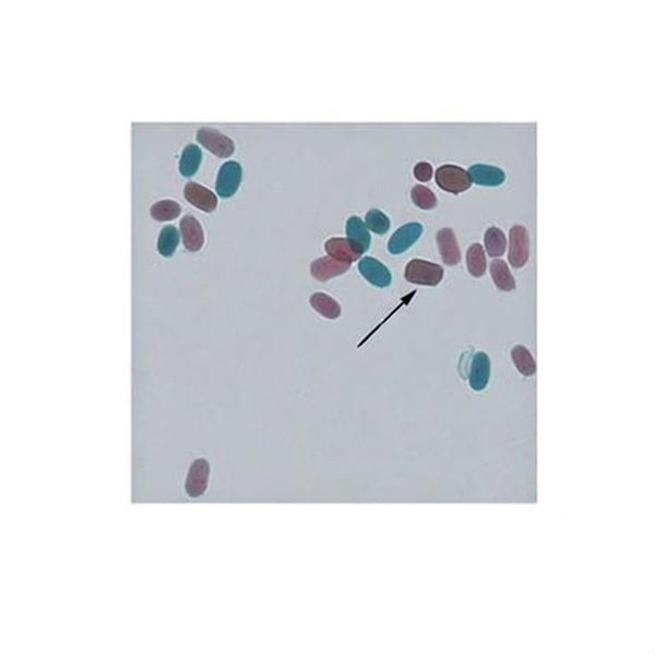 Impatiens Pollen, Prepared Microscope Slide - Dr Wong Anatomy