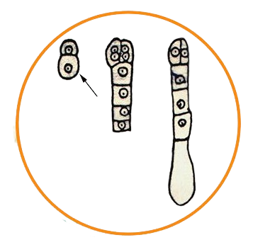 Capsella Bursa-Pastoris Embryo, Two-Cell Stage, Prepared Microscope Slide