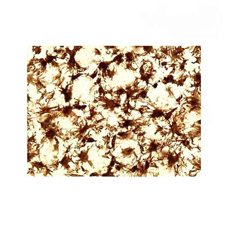 Frog Skin Melanophores, Microscope Slide - Dr Wong Anatomy