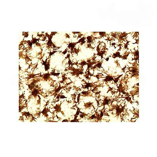 Frog Skin Melanophores, Microscope Slide - Dr Wong Anatomy